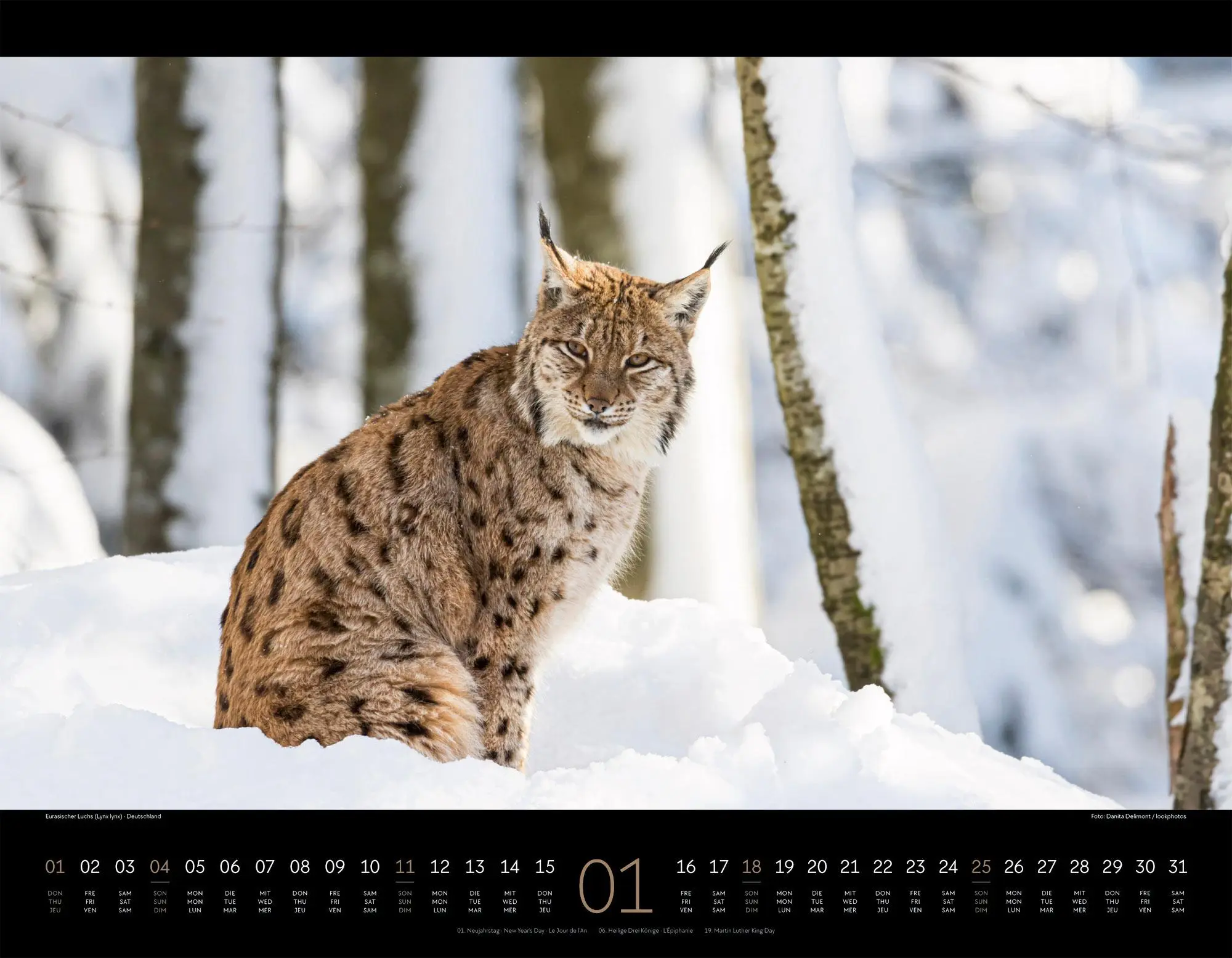 Bild: 9783838436081 | Königreich der Katzen Kalender 2026 Löwe, Tiger, Luchs &amp; Co | GmbH