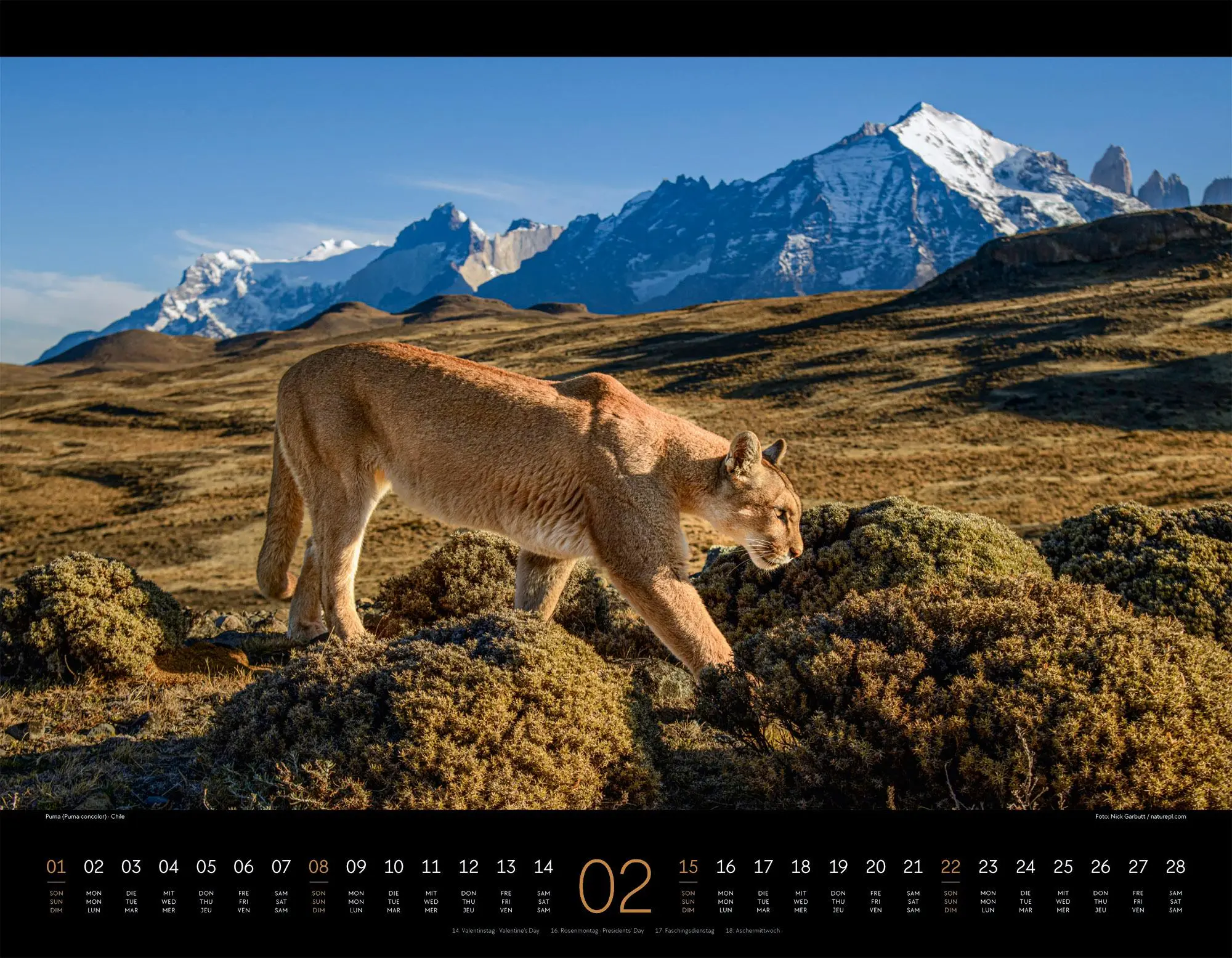 Bild: 9783838436081 | Königreich der Katzen Kalender 2026 Löwe, Tiger, Luchs &amp; Co | GmbH
