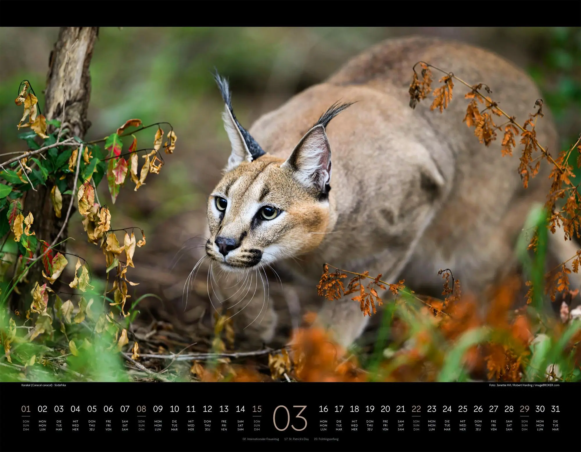 Bild: 9783838436081 | Königreich der Katzen Kalender 2026 Löwe, Tiger, Luchs &amp; Co | GmbH