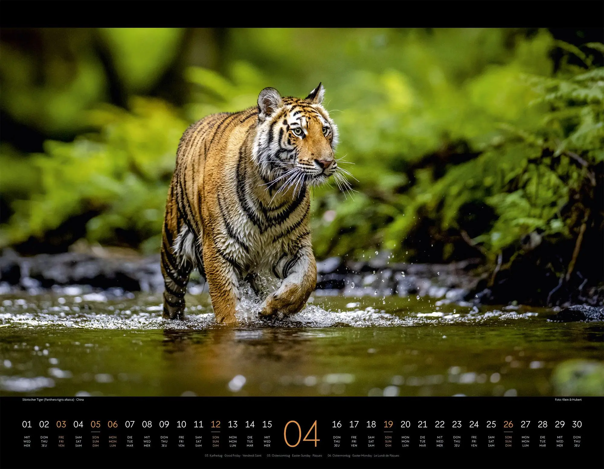 Bild: 9783838436081 | Königreich der Katzen Kalender 2026 Löwe, Tiger, Luchs &amp; Co | GmbH