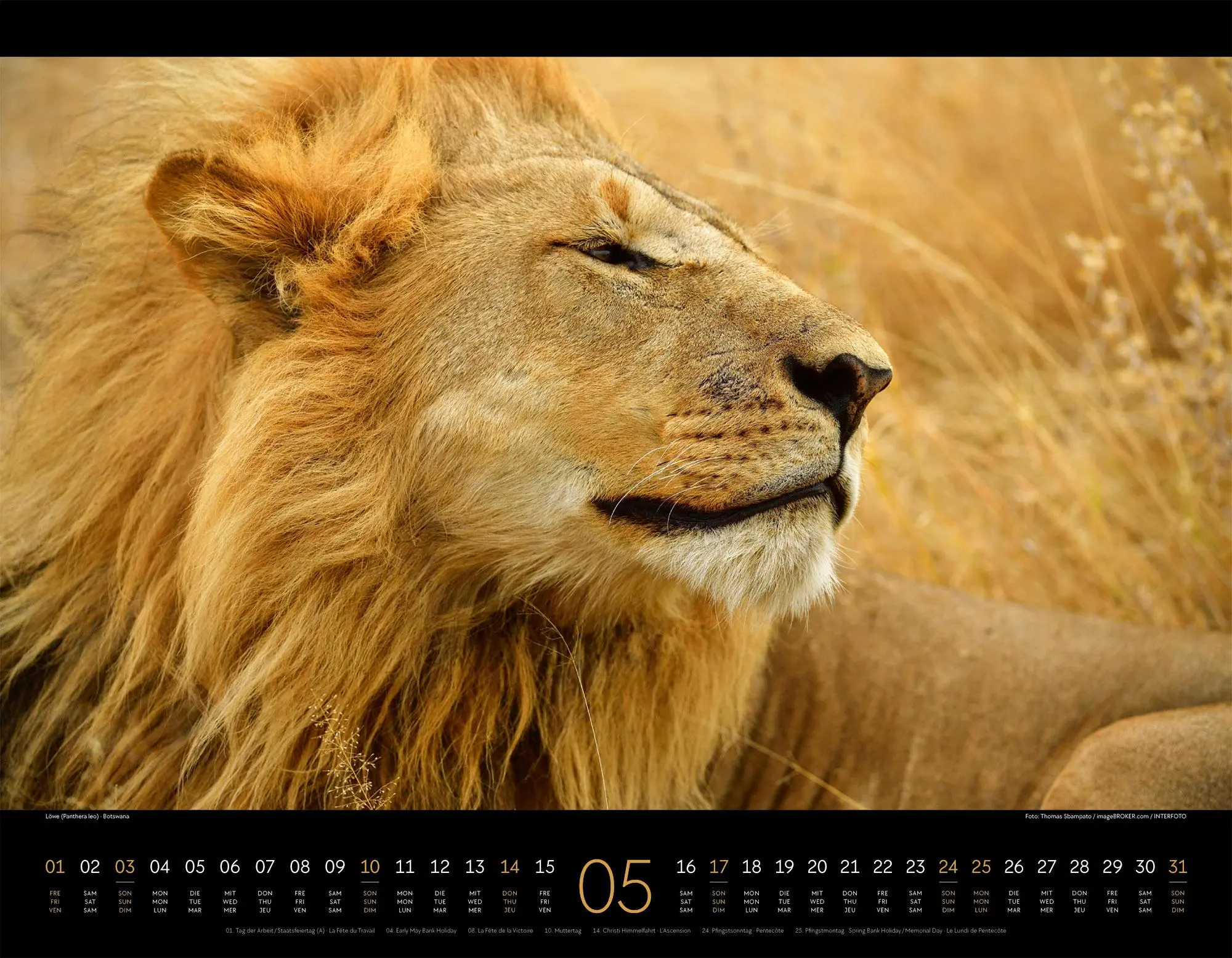 Bild: 9783838436081 | Königreich der Katzen Kalender 2026 Löwe, Tiger, Luchs &amp; Co | GmbH