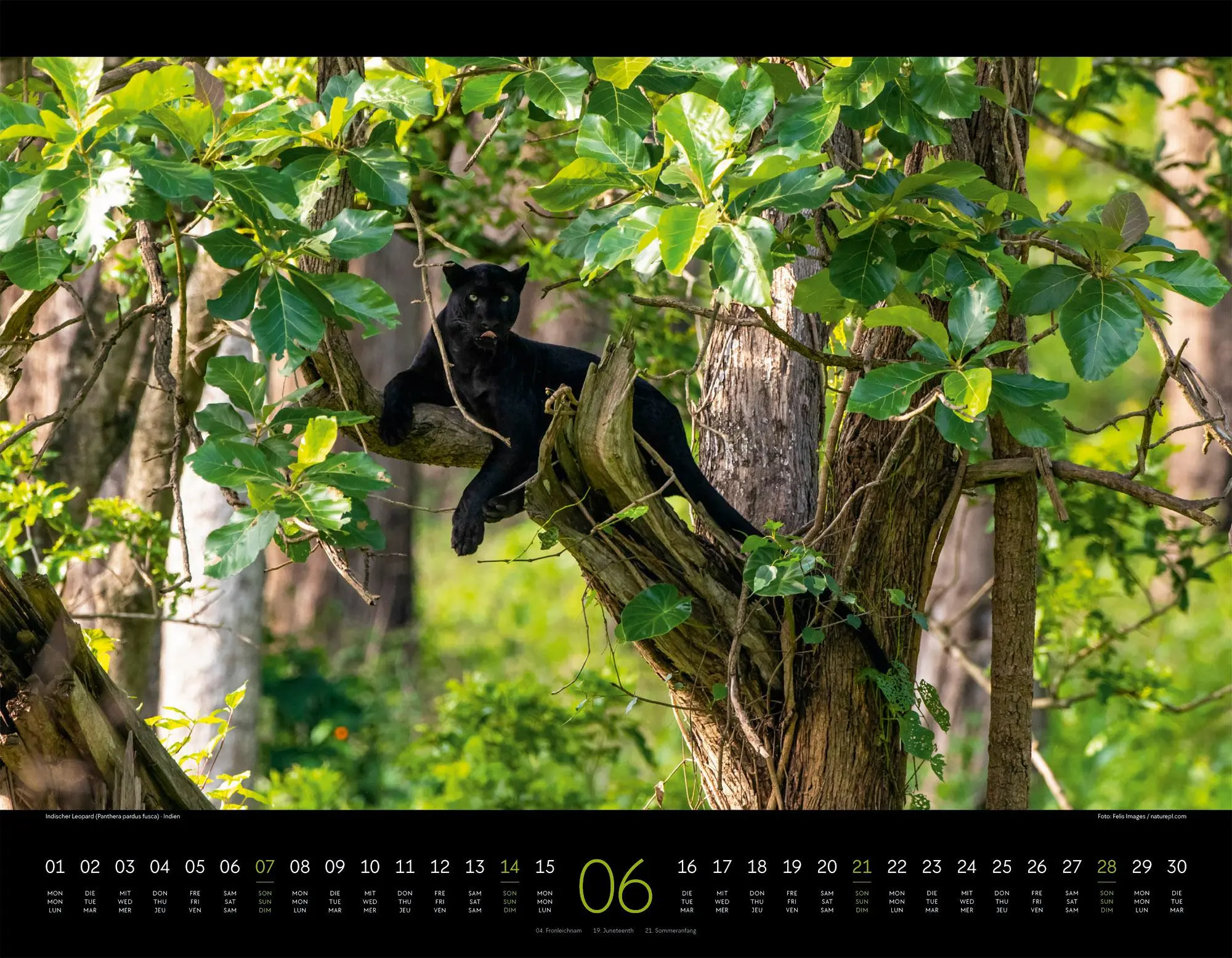 Bild: 9783838436081 | Königreich der Katzen Kalender 2026 Löwe, Tiger, Luchs &amp; Co | GmbH