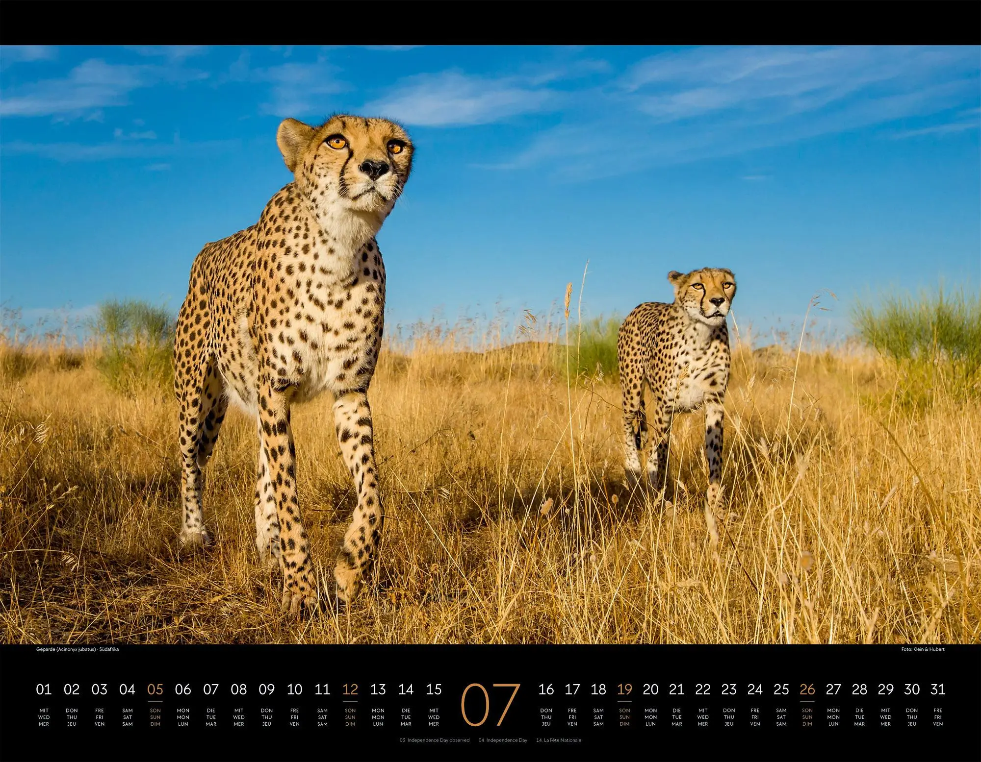 Bild: 9783838436081 | Königreich der Katzen Kalender 2026 Löwe, Tiger, Luchs &amp; Co | GmbH