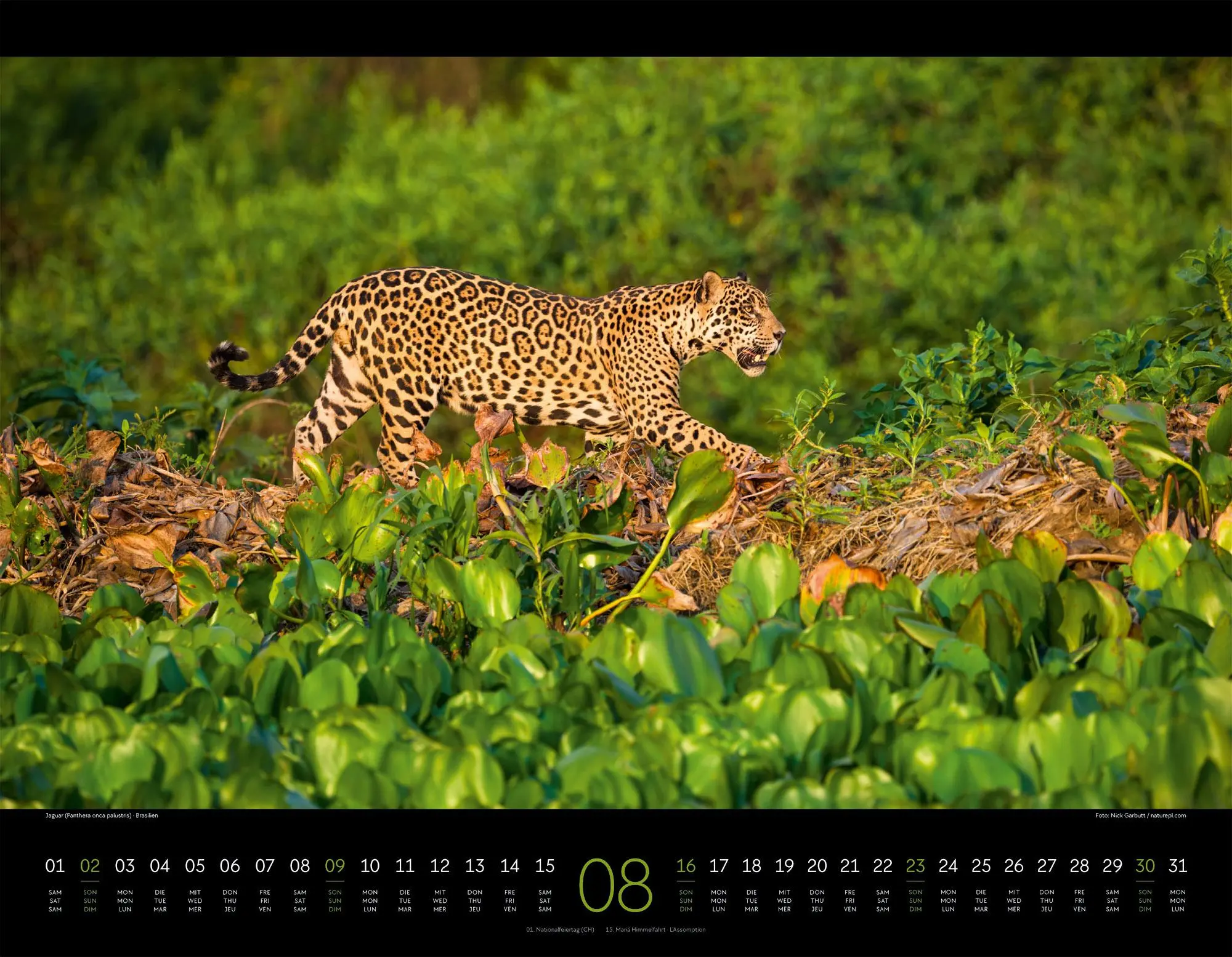 Bild: 9783838436081 | Königreich der Katzen Kalender 2026 Löwe, Tiger, Luchs &amp; Co | GmbH