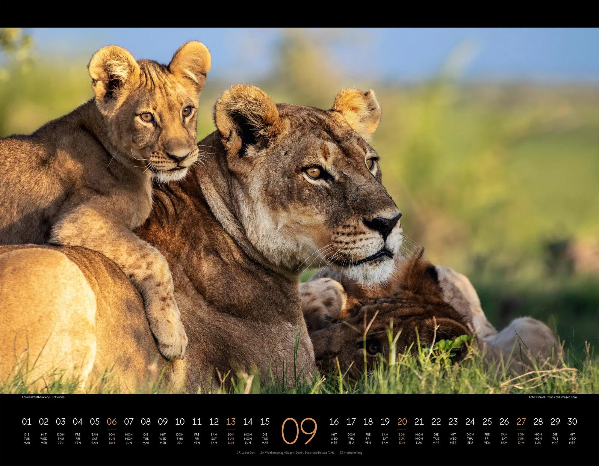 Bild: 9783838436081 | Königreich der Katzen Kalender 2026 Löwe, Tiger, Luchs &amp; Co | GmbH