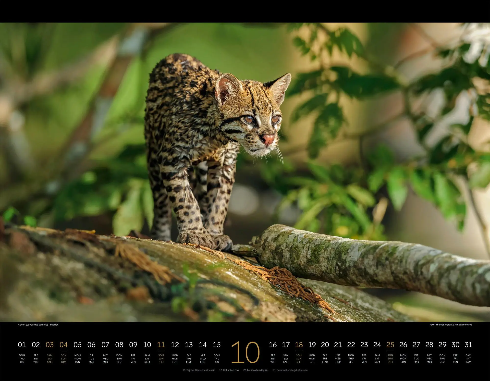 Bild: 9783838436081 | Königreich der Katzen Kalender 2026 Löwe, Tiger, Luchs &amp; Co | GmbH