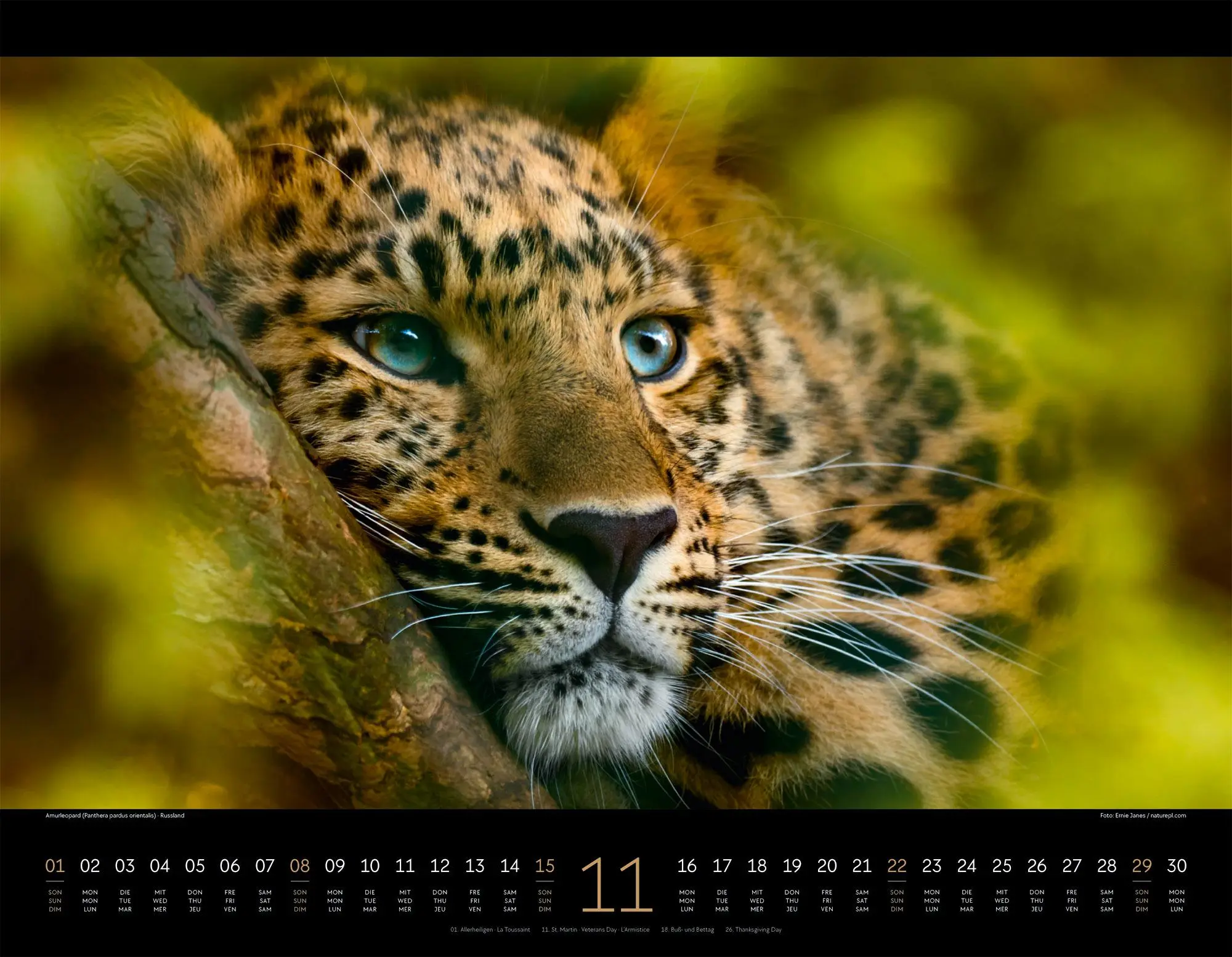 Bild: 9783838436081 | Königreich der Katzen Kalender 2026 Löwe, Tiger, Luchs &amp; Co | GmbH