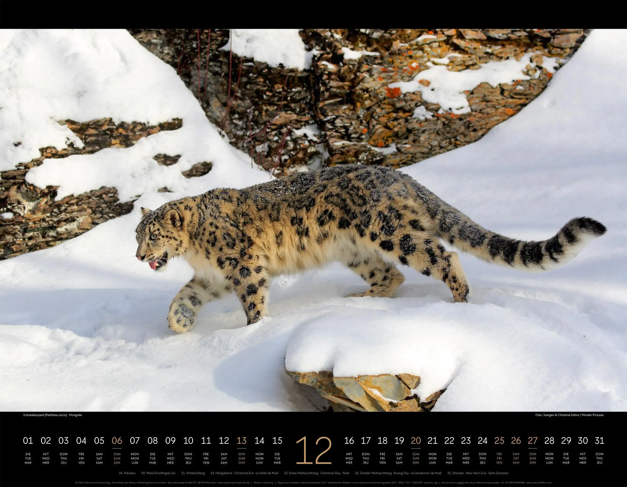Bild: 9783838436081 | Königreich der Katzen Kalender 2026 Löwe, Tiger, Luchs &amp; Co | GmbH