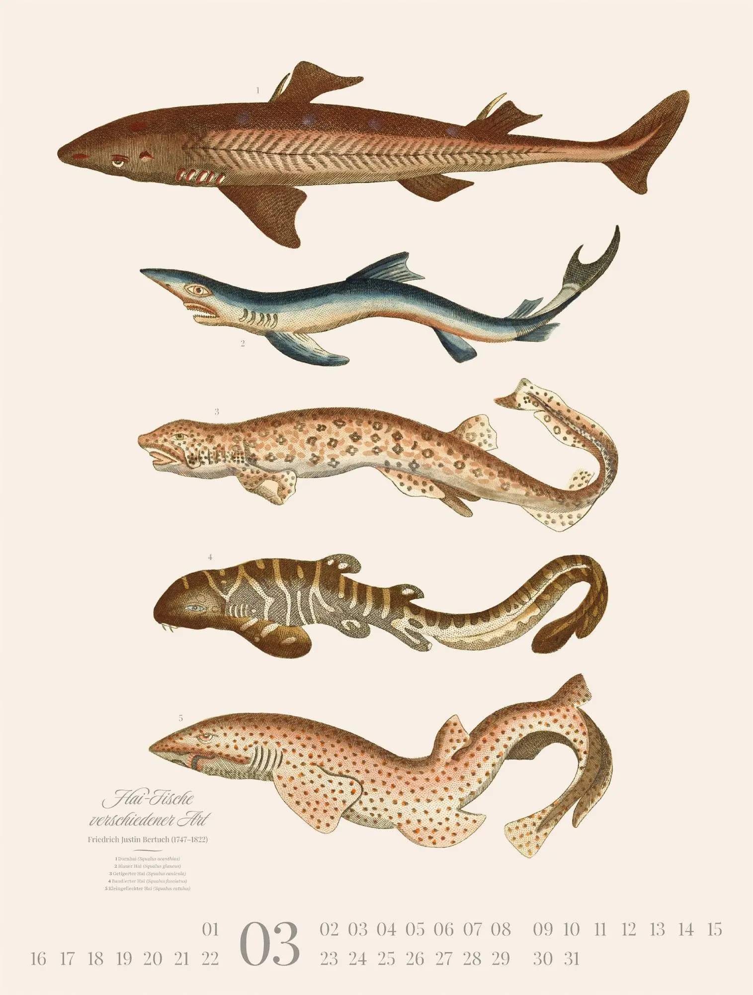 Bild: 9783838426181 | Fische Kalender 2026 | Friedrich Justin Bertuch (u. a.) | Kalender