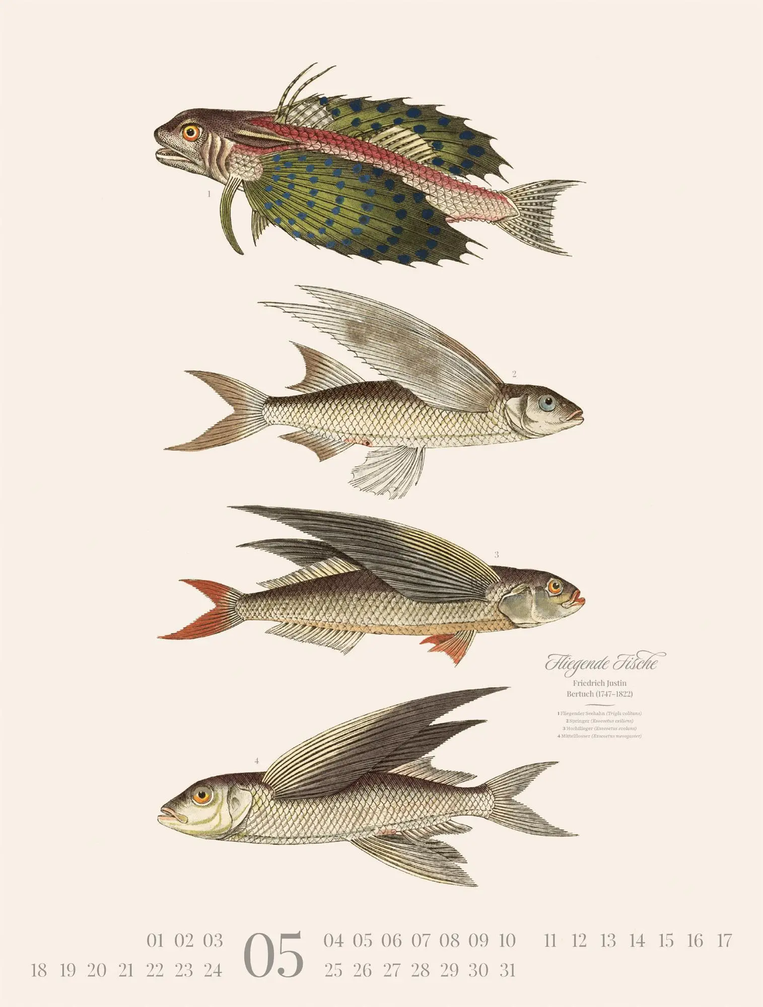 Bild: 9783838426181 | Fische Kalender 2026 | Friedrich Justin Bertuch (u. a.) | Kalender
