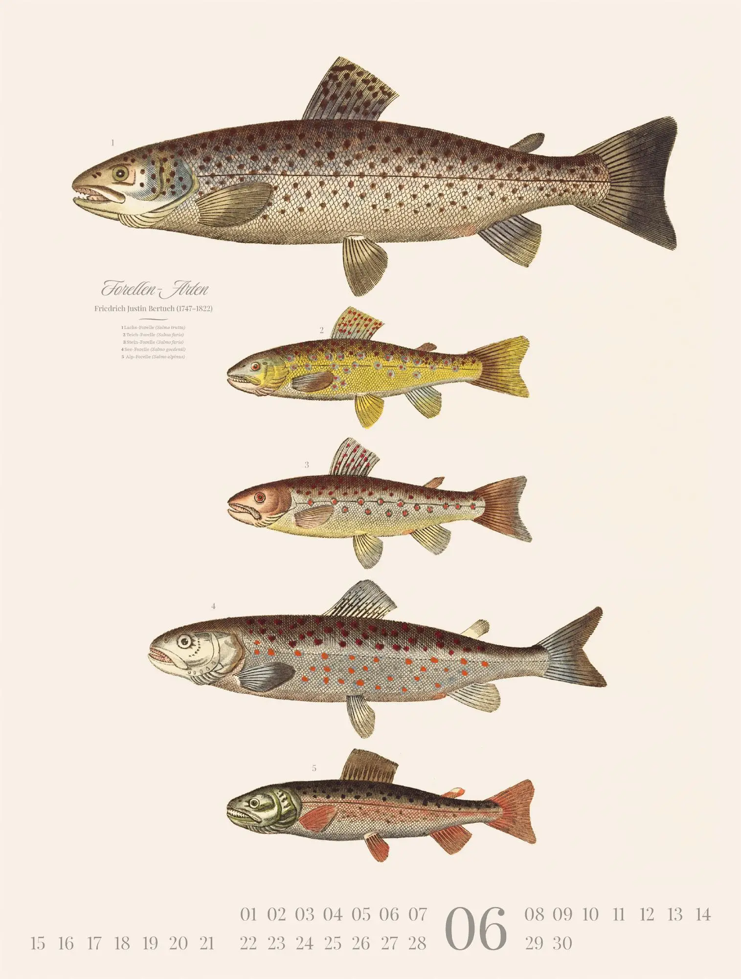 Bild: 9783838426181 | Fische Kalender 2026 | Friedrich Justin Bertuch (u. a.) | Kalender