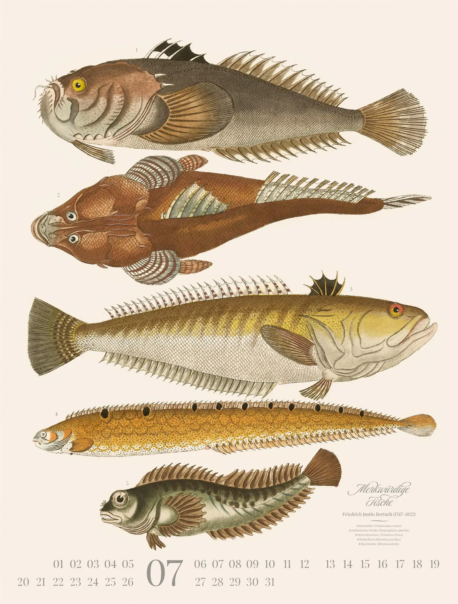 Bild: 9783838426181 | Fische Kalender 2026 | Friedrich Justin Bertuch (u. a.) | Kalender