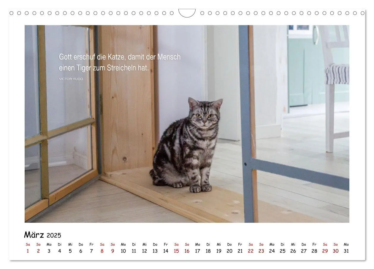 Bild: 9783435086481 | Kätzchen-Kalender mit Sprüchen (Wandkalender 2025 DIN A3 quer),...