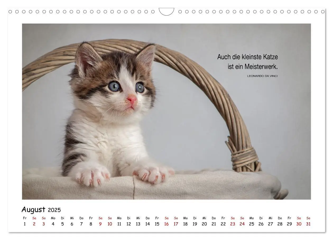 Bild: 9783435086481 | Kätzchen-Kalender mit Sprüchen (Wandkalender 2025 DIN A3 quer),...