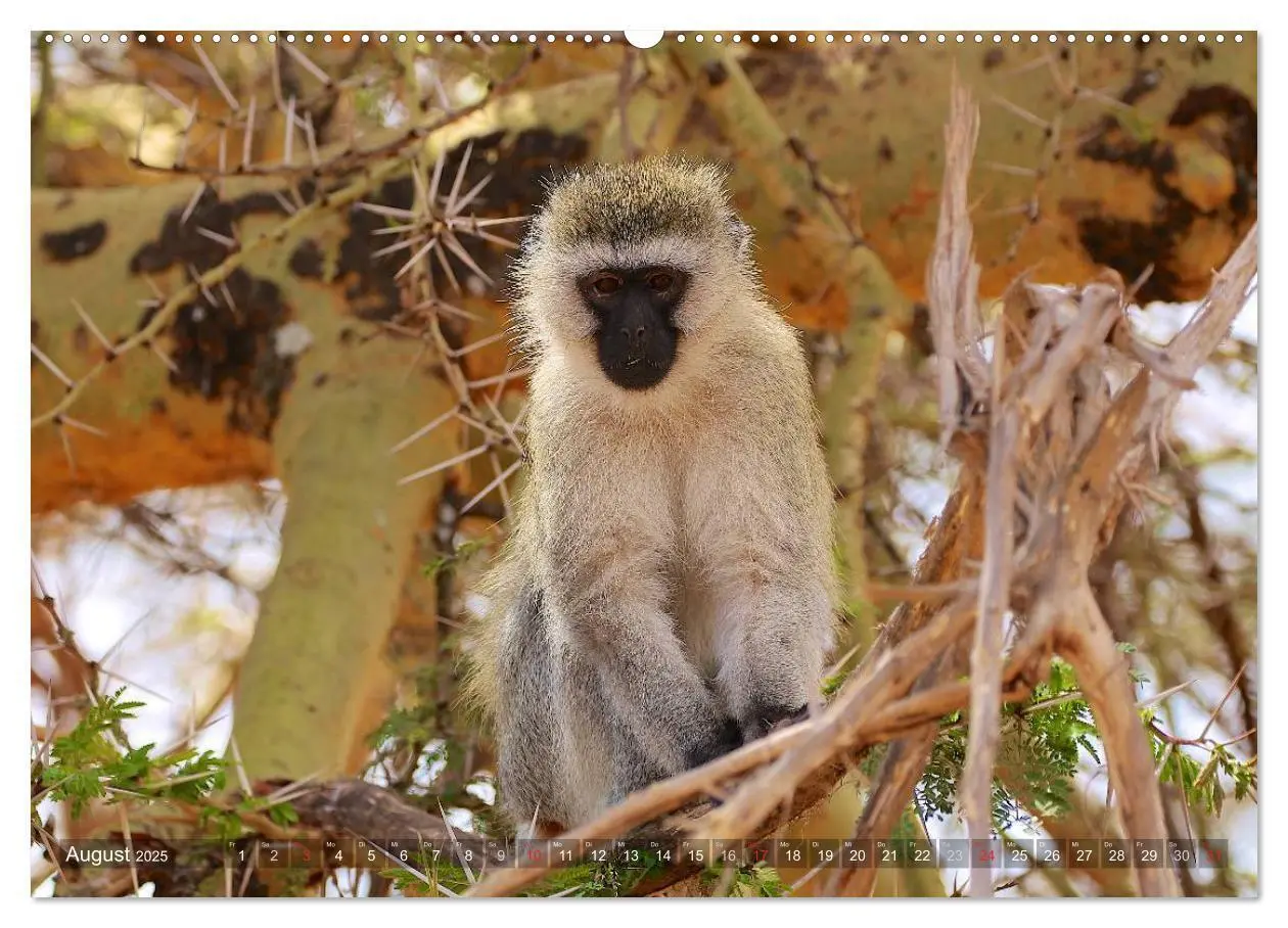 Bild: 9783435526581 | Tansania - Faszinierendes Afrika (Wandkalender 2025 DIN A2 quer),...
