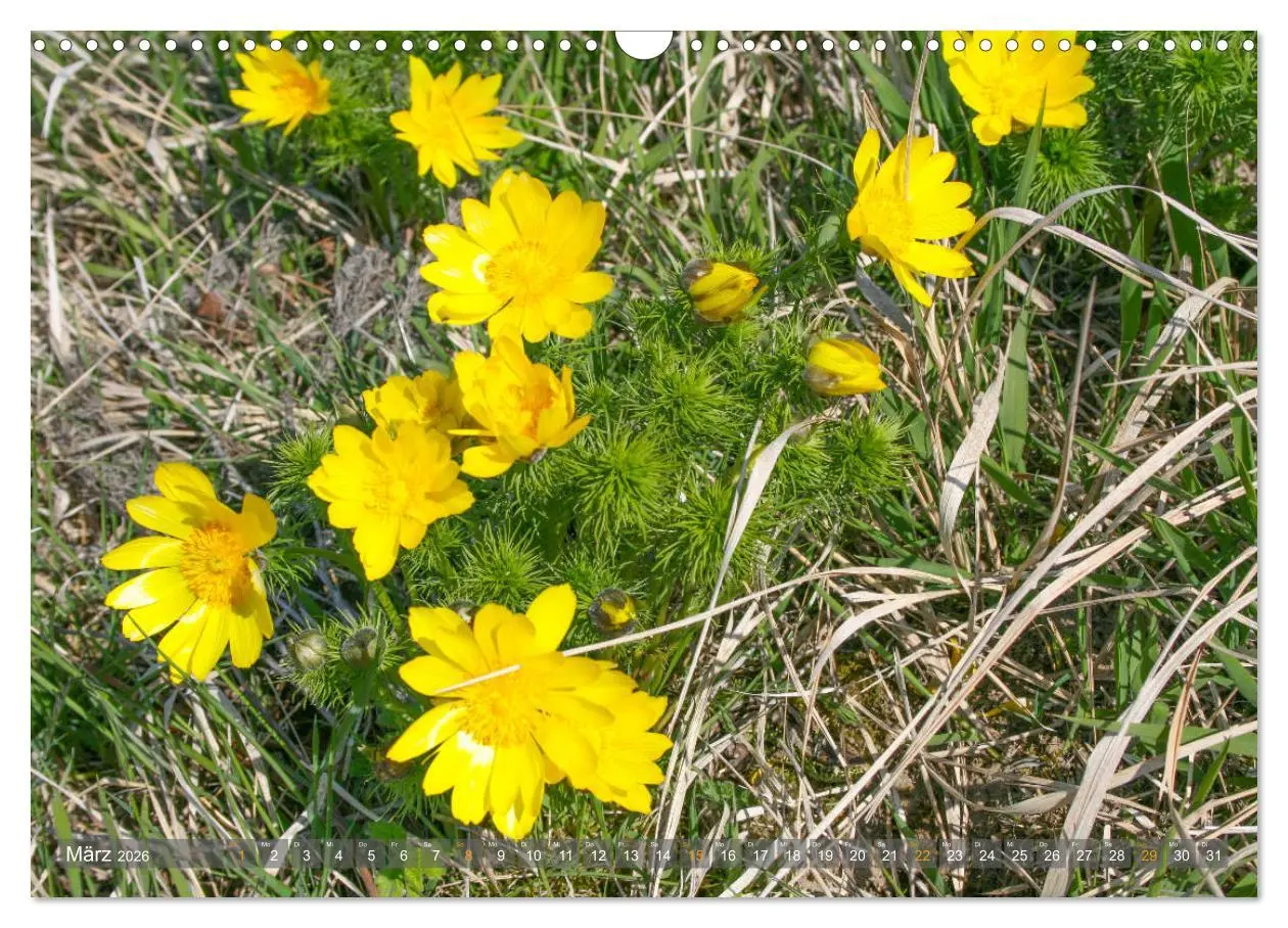 Bild: 9783457786581 | Im Oderbruch (Wandkalender 2026 DIN A3 quer), CALVENDO Monatskalender