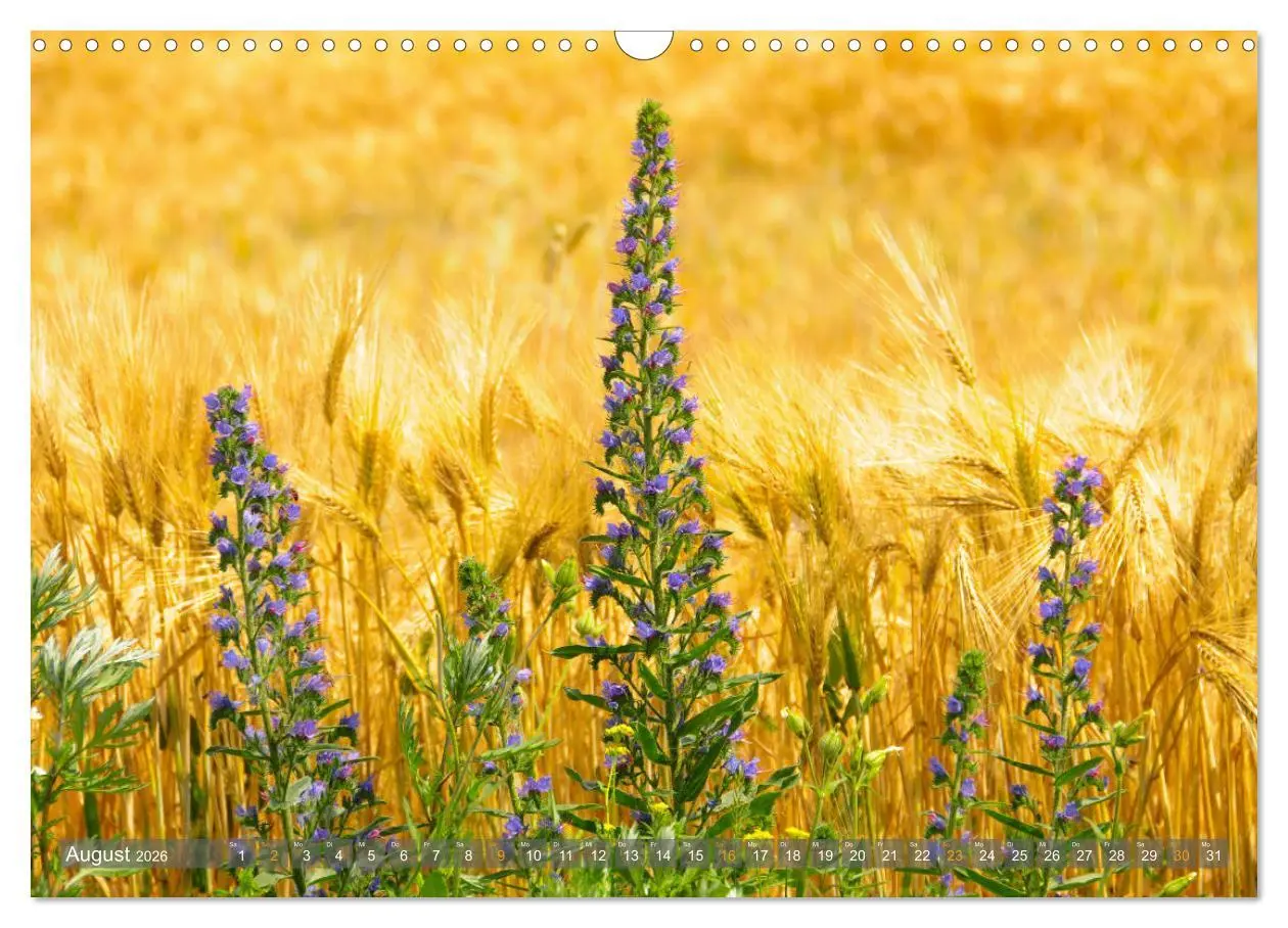 Bild: 9783457786581 | Im Oderbruch (Wandkalender 2026 DIN A3 quer), CALVENDO Monatskalender