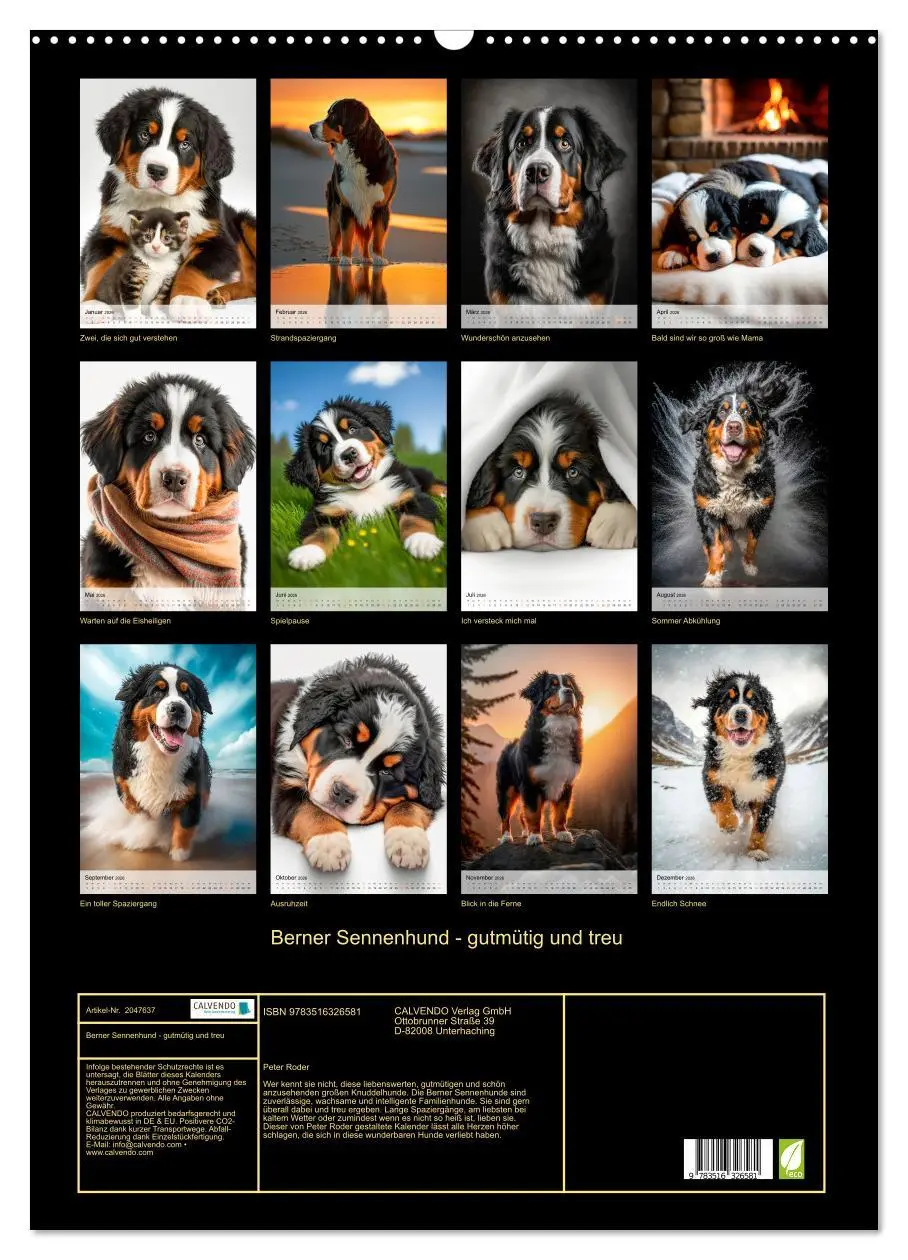 Bild: 9783516326581 | Berner Sennenhund - gutmütig und treu (Wandkalender 2026 DIN A2...