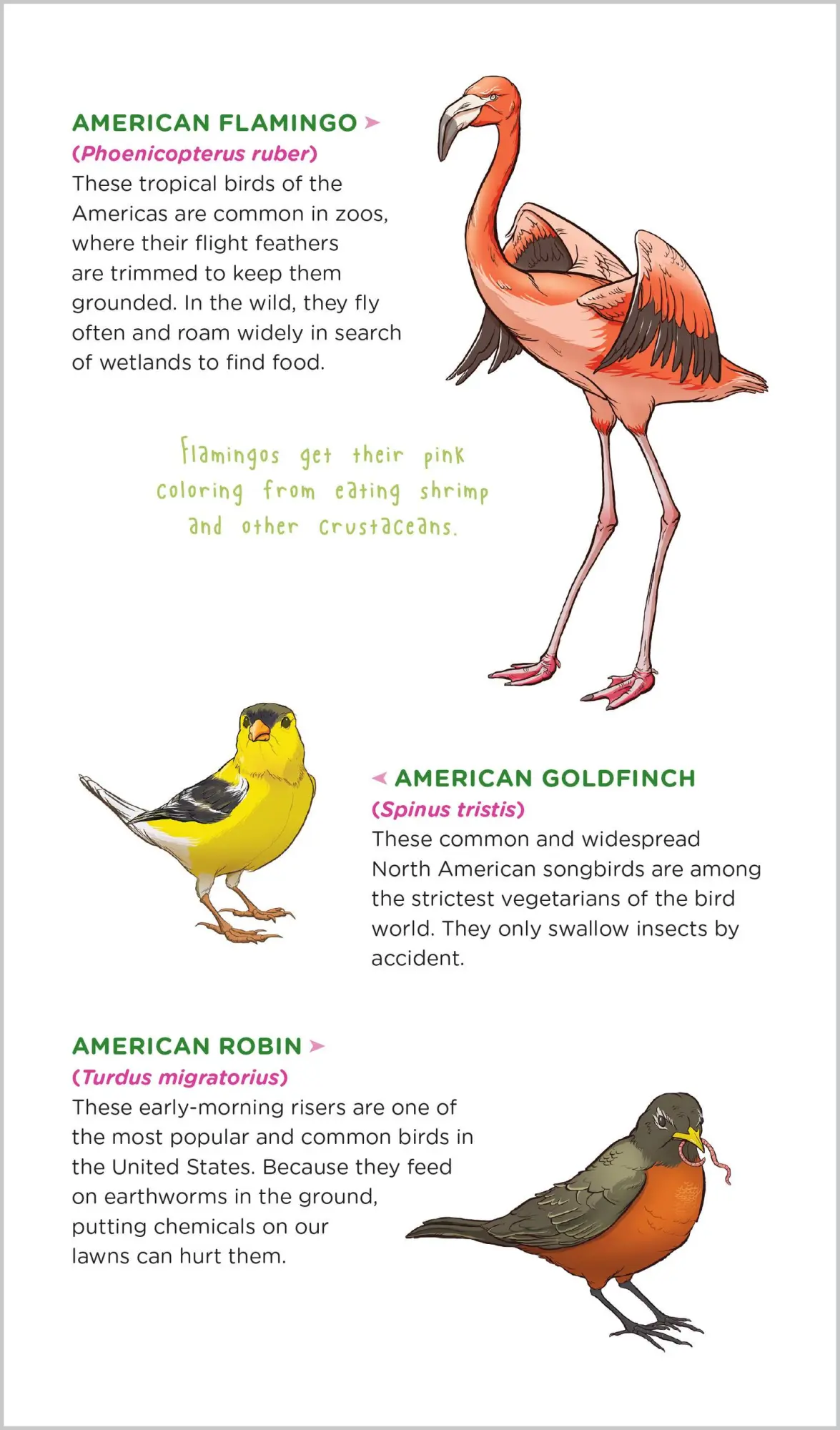 Bild: 9781635866681 | Soaring, Singing Tattoo Birds | 50 Temporary Tattoos That Teach | Buch
