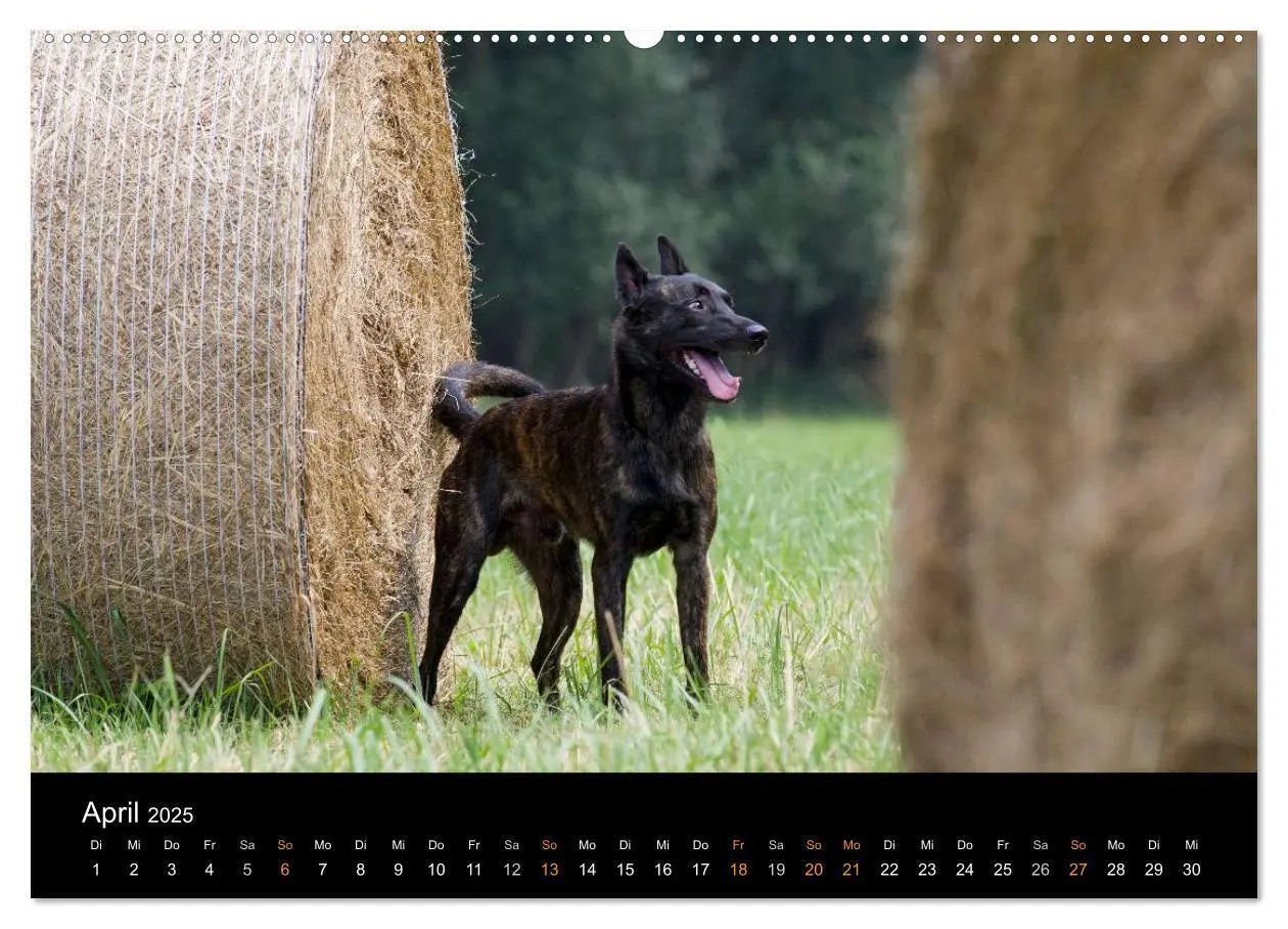 Bild: 9783435686681 | Holländischer Schäferhund (Wandkalender 2025 DIN A2 quer), CALVENDO...