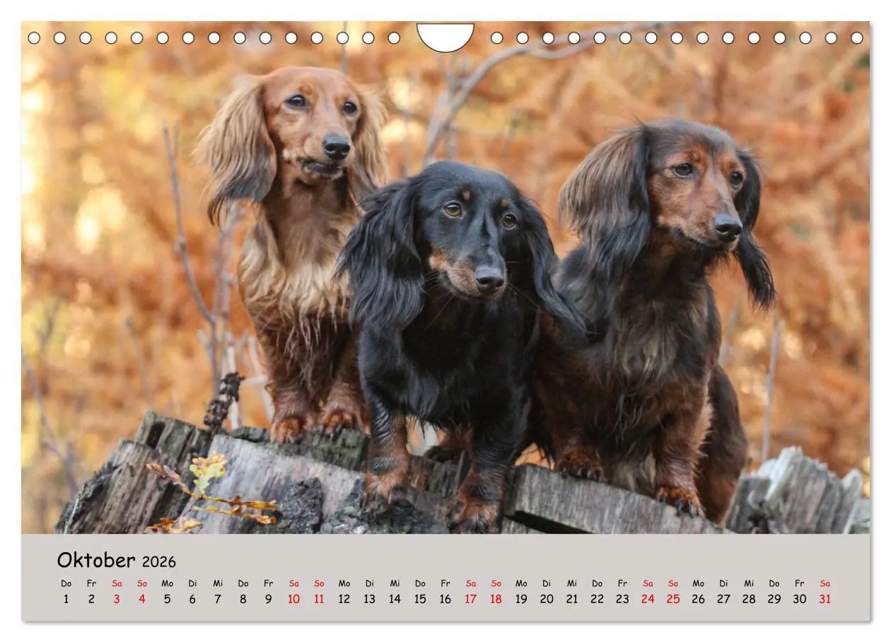 Bild: 9783457376881 | Zwergdackel von Kadi (Wandkalender 2026 DIN A4 quer), CALVENDO...