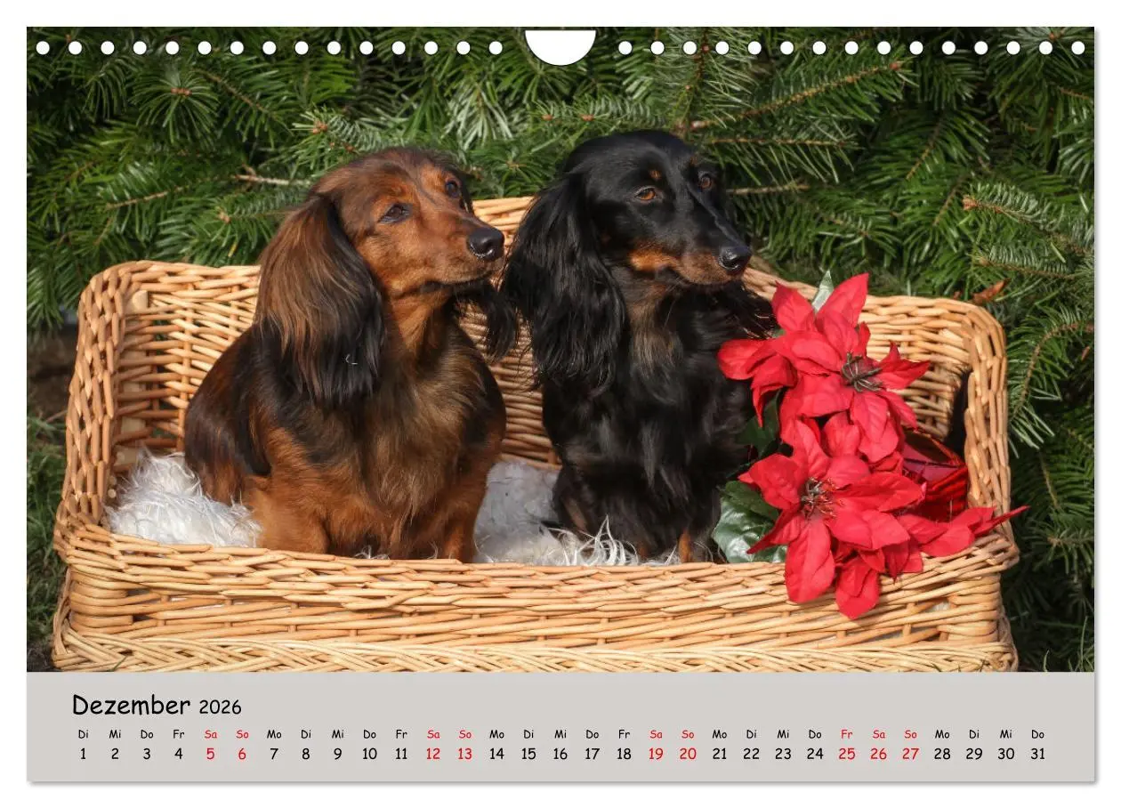 Bild: 9783457376881 | Zwergdackel von Kadi (Wandkalender 2026 DIN A4 quer), CALVENDO...