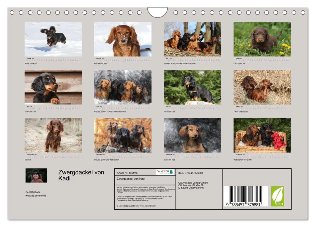 Bild: 9783457376881 | Zwergdackel von Kadi (Wandkalender 2026 DIN A4 quer), CALVENDO...