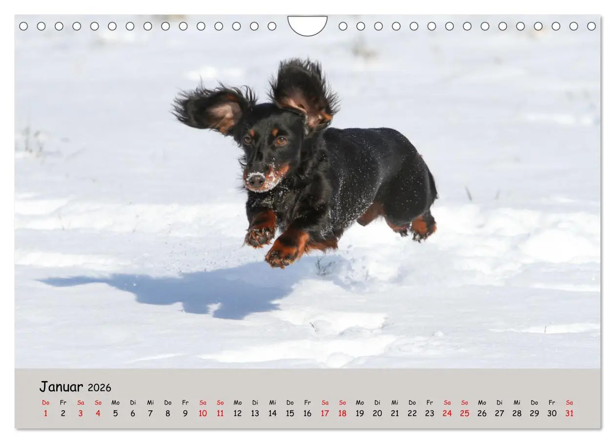 Bild: 9783457376881 | Zwergdackel von Kadi (Wandkalender 2026 DIN A4 quer), CALVENDO...