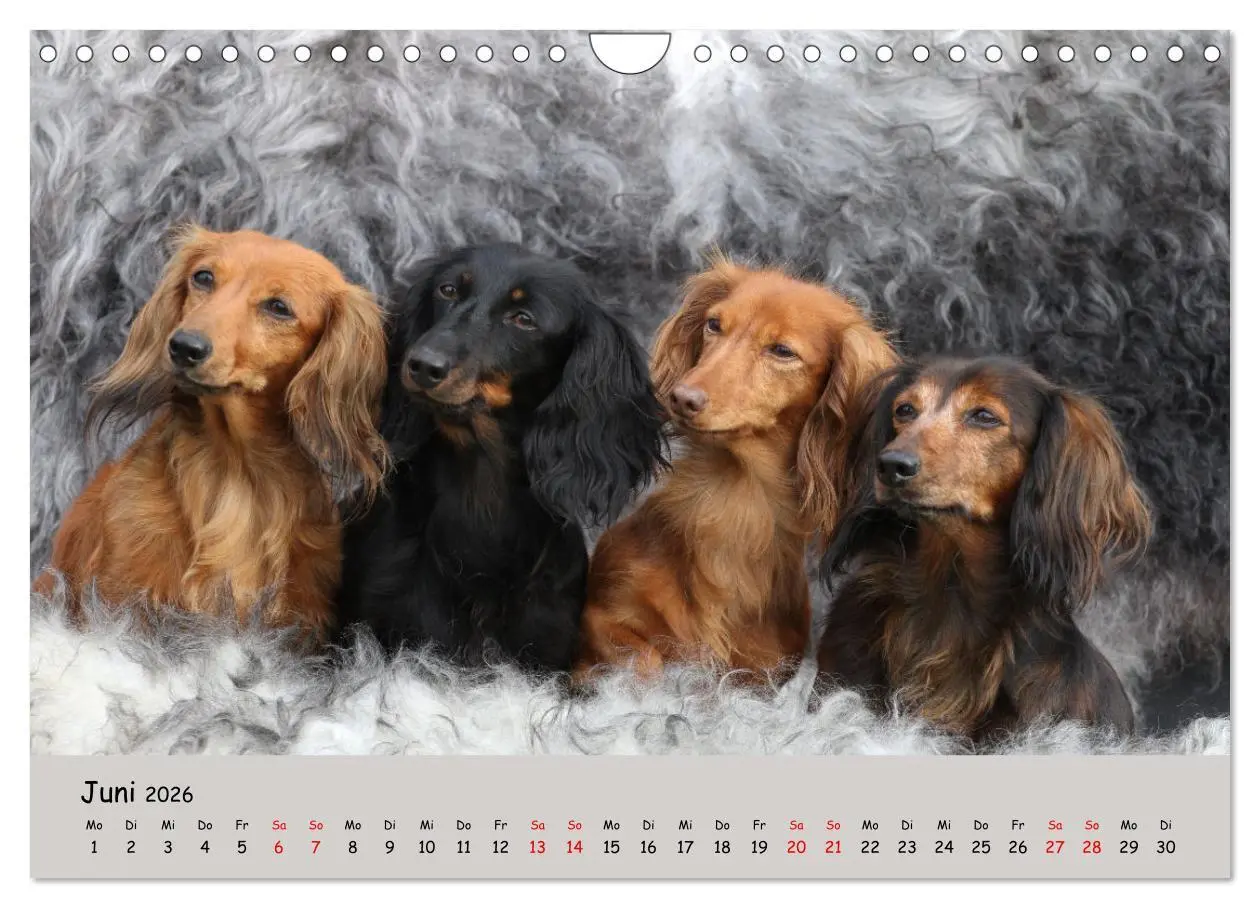 Bild: 9783457376881 | Zwergdackel von Kadi (Wandkalender 2026 DIN A4 quer), CALVENDO...