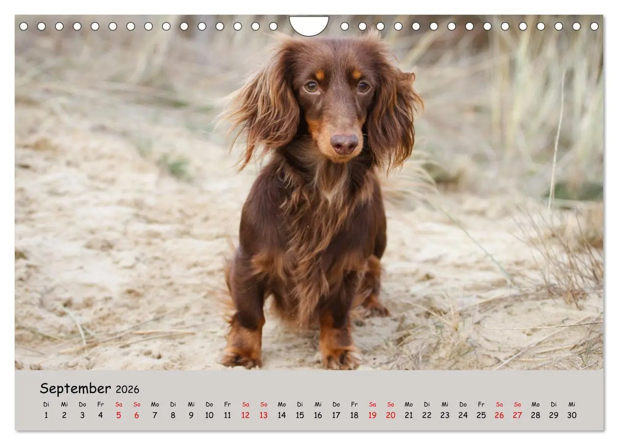 Bild: 9783457376881 | Zwergdackel von Kadi (Wandkalender 2026 DIN A4 quer), CALVENDO...