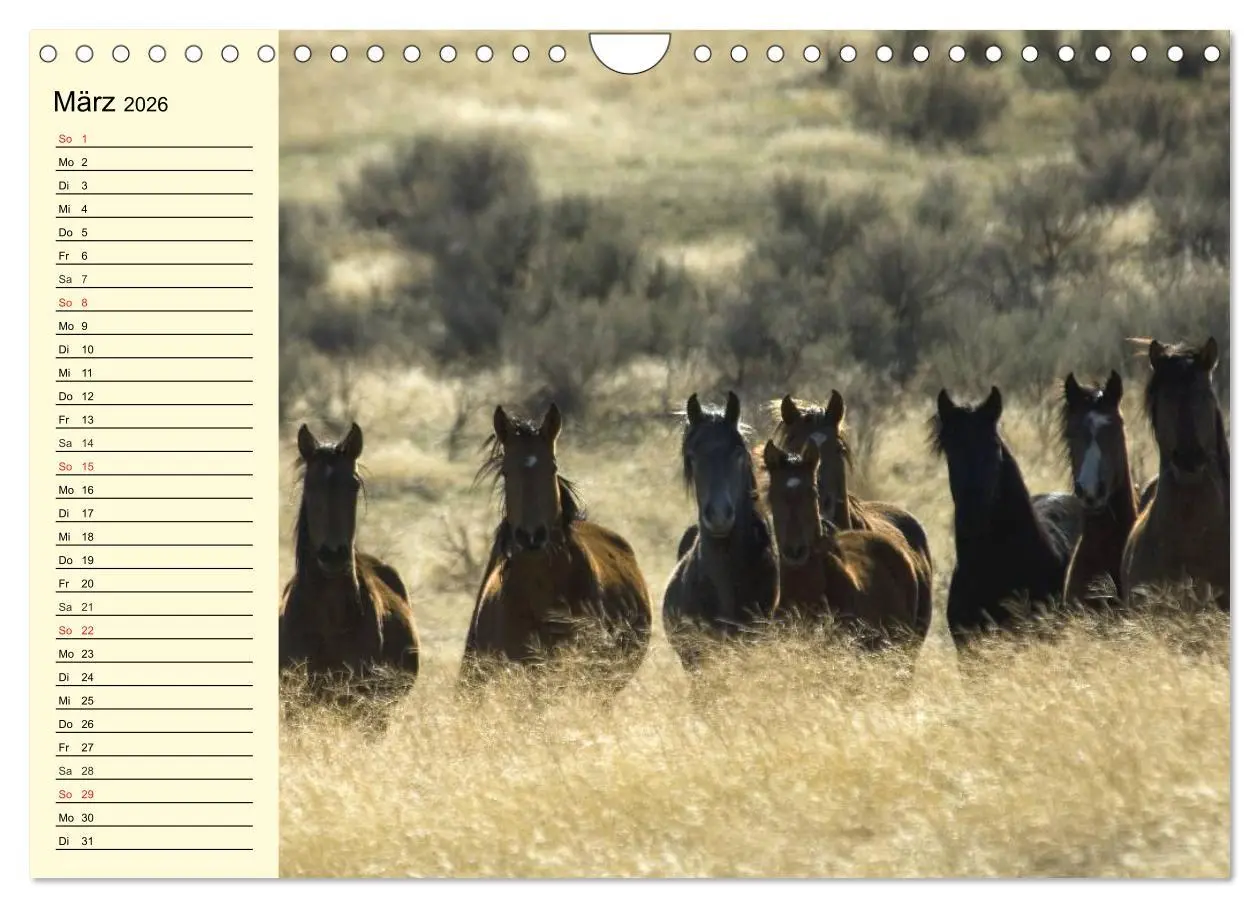 Bild: 9783457996881 | Wilde Pferde. Mustangs in USA (Wandkalender 2026 DIN A4 quer),...