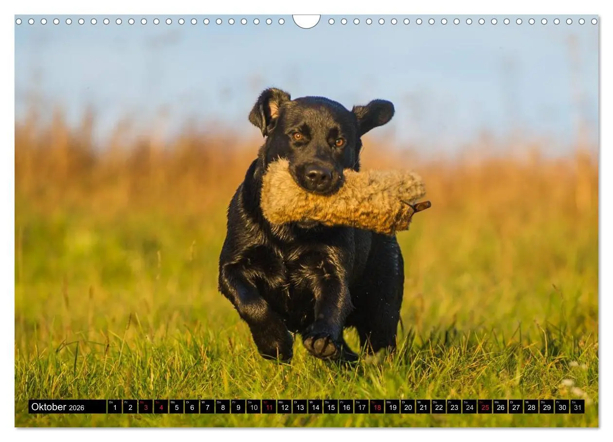 Bild: 9783516086881 | Labrador Retriever - ein Herz auf 4 Pfoten (Wandkalender 2026 DIN...