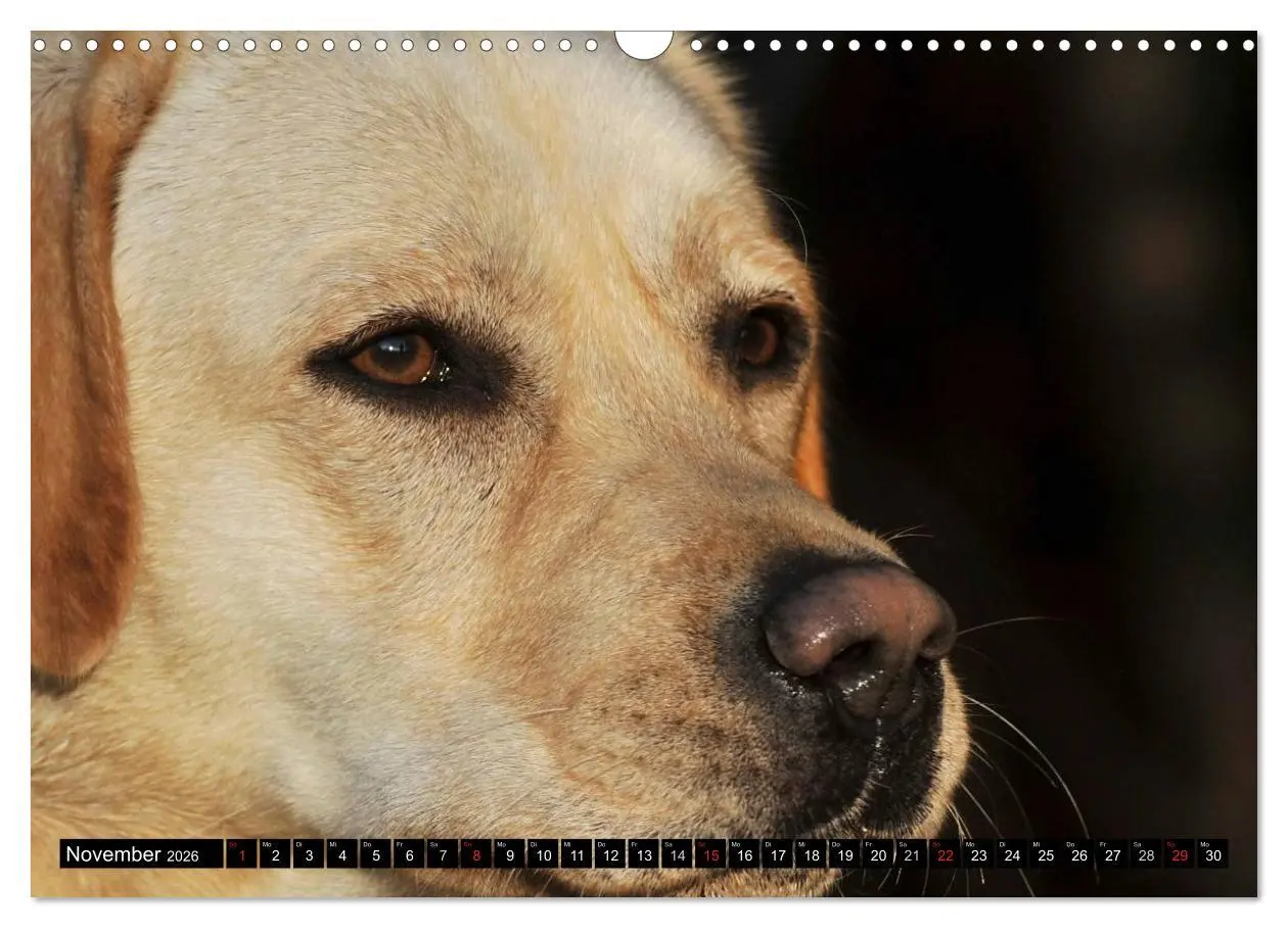 Bild: 9783516086881 | Labrador Retriever - ein Herz auf 4 Pfoten (Wandkalender 2026 DIN...