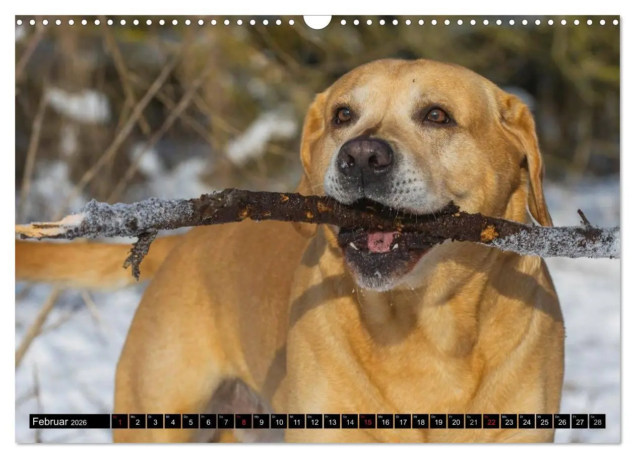 Bild: 9783516086881 | Labrador Retriever - ein Herz auf 4 Pfoten (Wandkalender 2026 DIN...