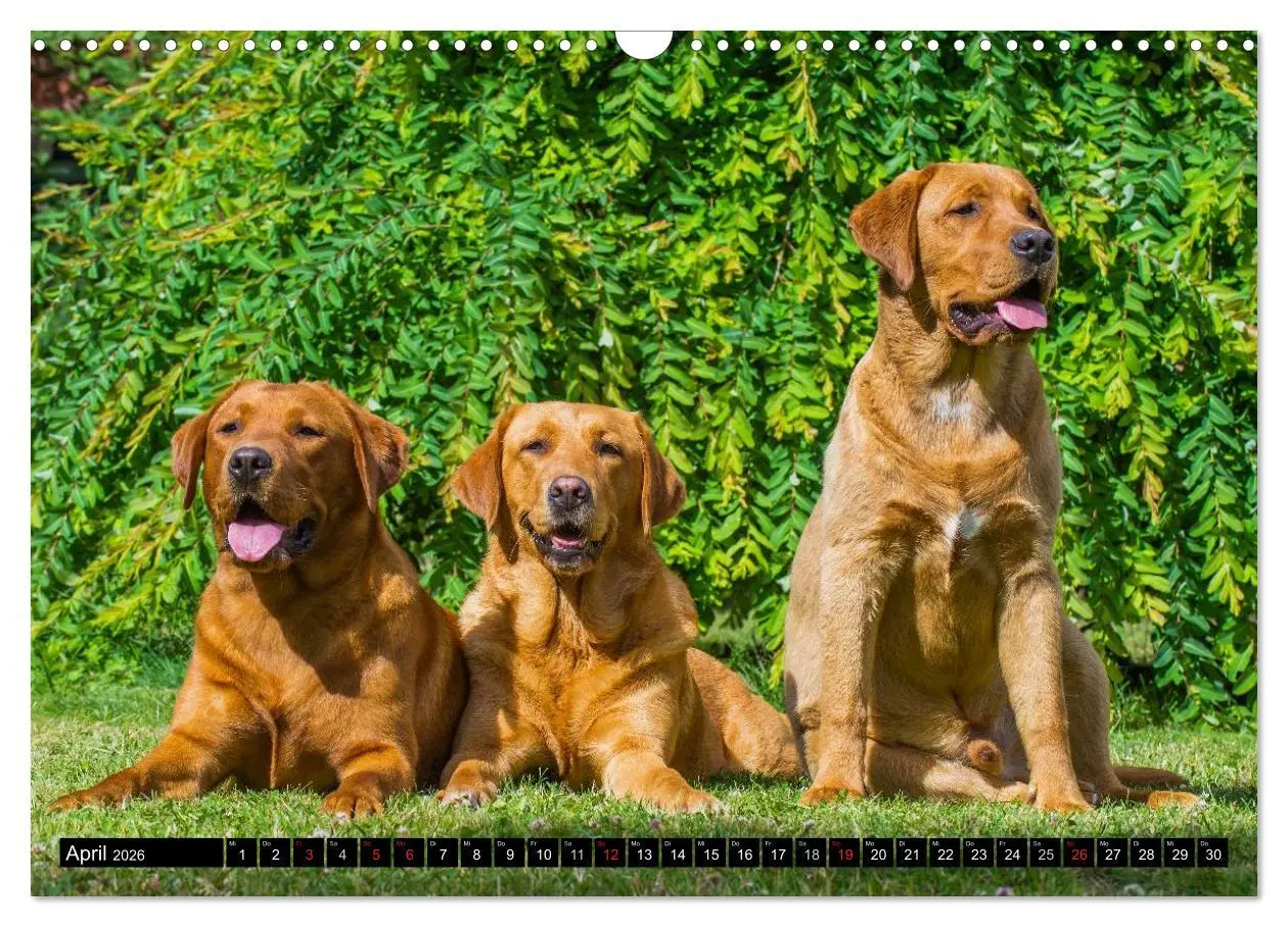 Bild: 9783516086881 | Labrador Retriever - ein Herz auf 4 Pfoten (Wandkalender 2026 DIN...