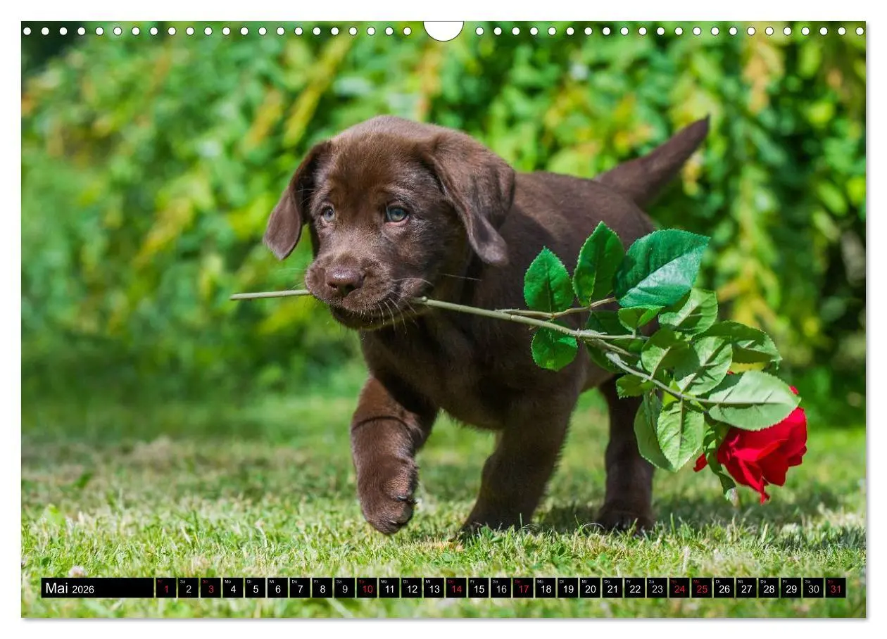 Bild: 9783516086881 | Labrador Retriever - ein Herz auf 4 Pfoten (Wandkalender 2026 DIN...