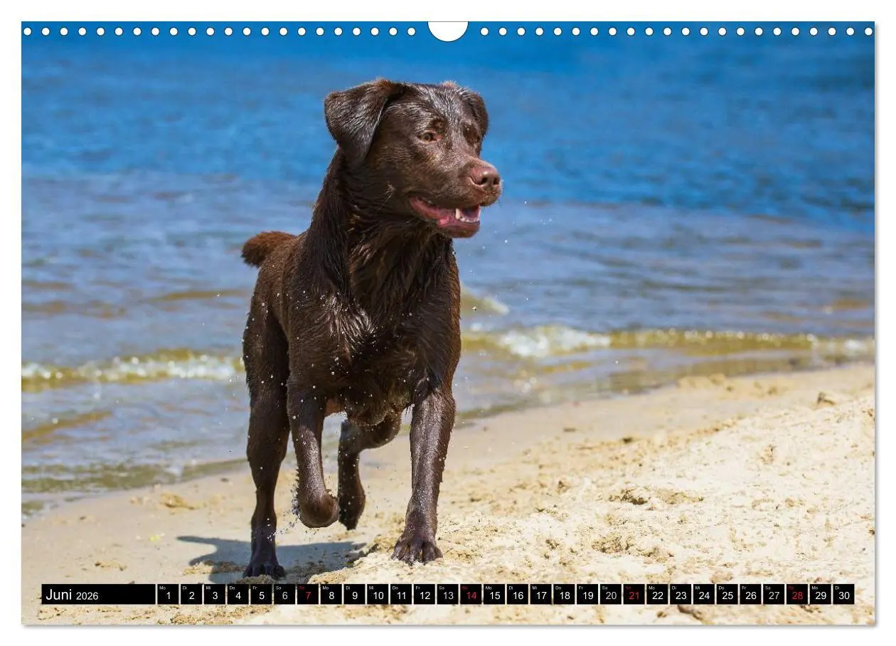 Bild: 9783516086881 | Labrador Retriever - ein Herz auf 4 Pfoten (Wandkalender 2026 DIN...