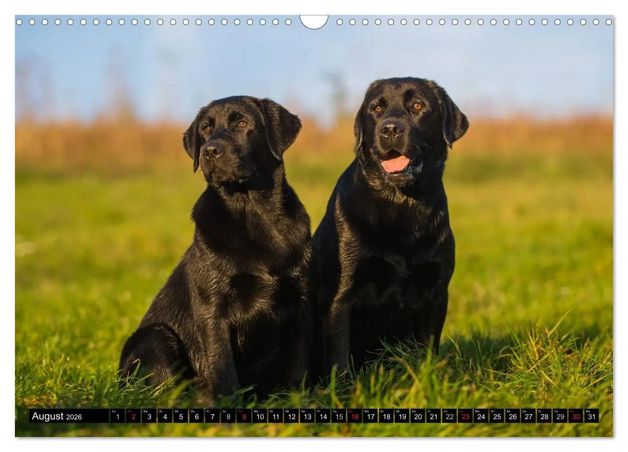 Bild: 9783516086881 | Labrador Retriever - ein Herz auf 4 Pfoten (Wandkalender 2026 DIN...