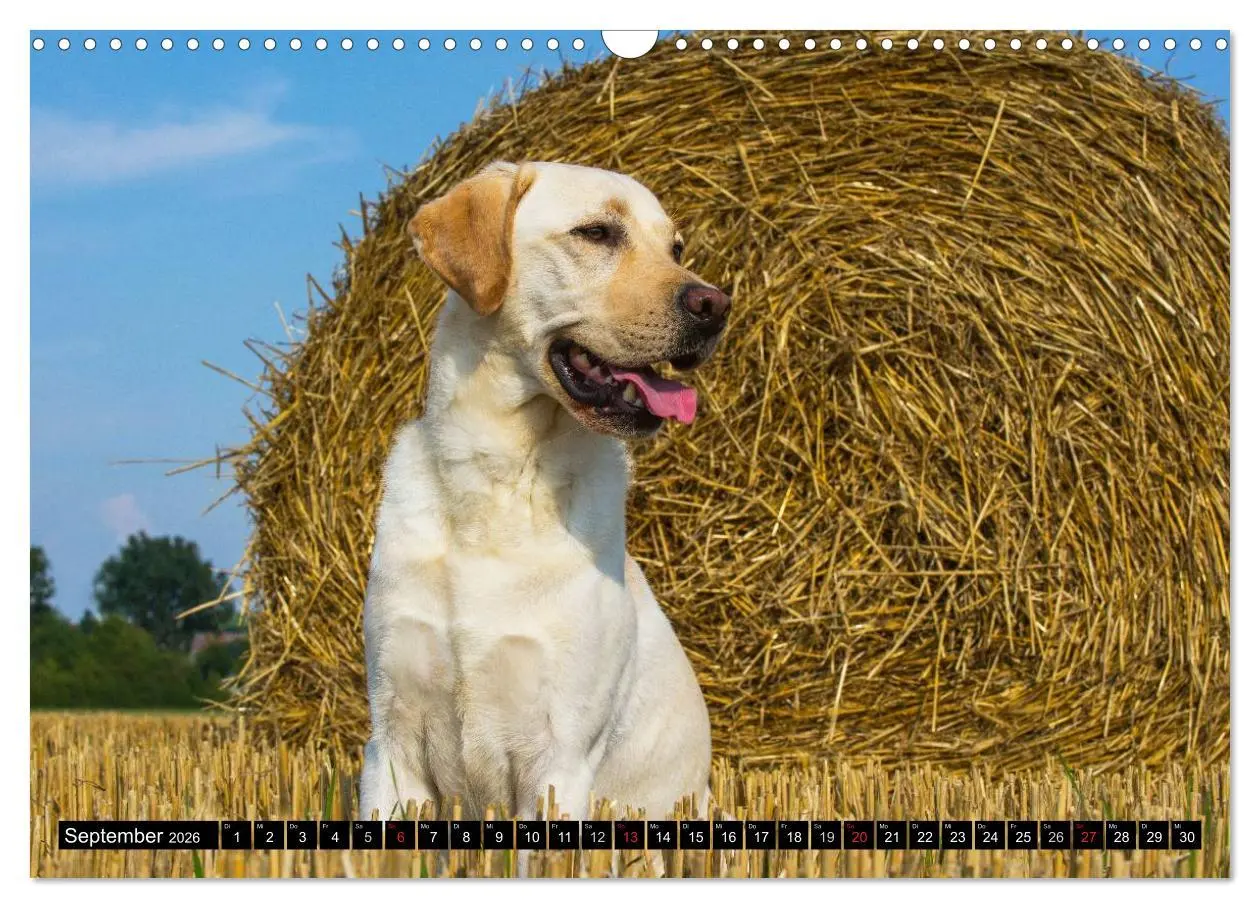 Bild: 9783516086881 | Labrador Retriever - ein Herz auf 4 Pfoten (Wandkalender 2026 DIN...