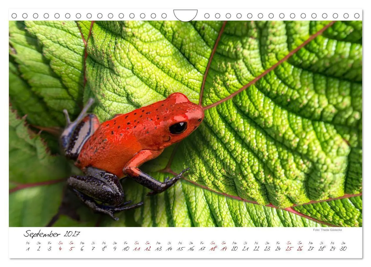 Bild: 9783569796881 | Natur pur, Costa Rica (Wandkalender 2027 DIN A4 quer), CALVENDO...