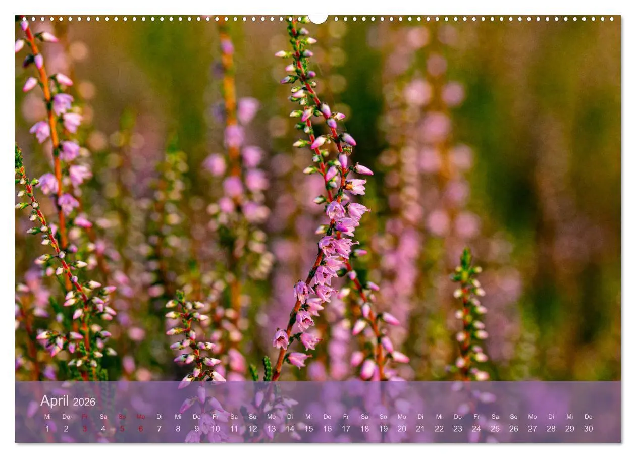 Bild: 9783457436981 | Naturschutzgebiet Lüneburger Heide (hochwertiger Premium...