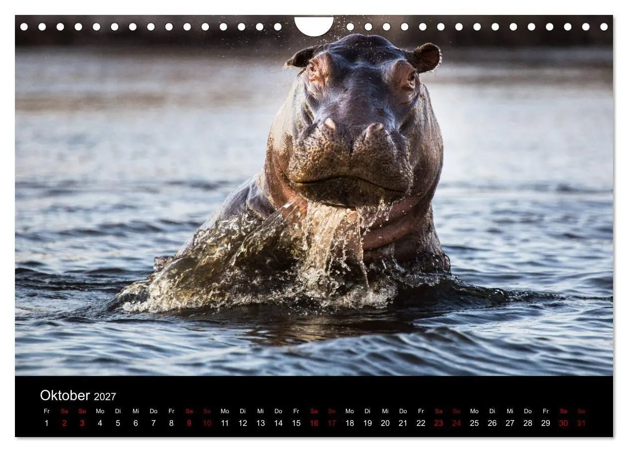 Bild: 9783569817081 | Afrika - Faszination Tierwelt (Wandkalender 2027 DIN A4 quer),...