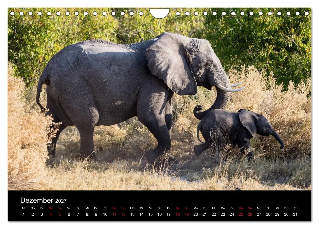 Bild: 9783569817081 | Afrika - Faszination Tierwelt (Wandkalender 2027 DIN A4 quer),...