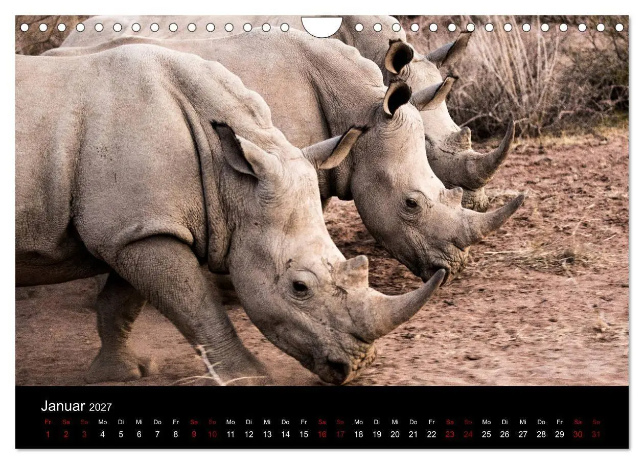 Bild: 9783569817081 | Afrika - Faszination Tierwelt (Wandkalender 2027 DIN A4 quer),...