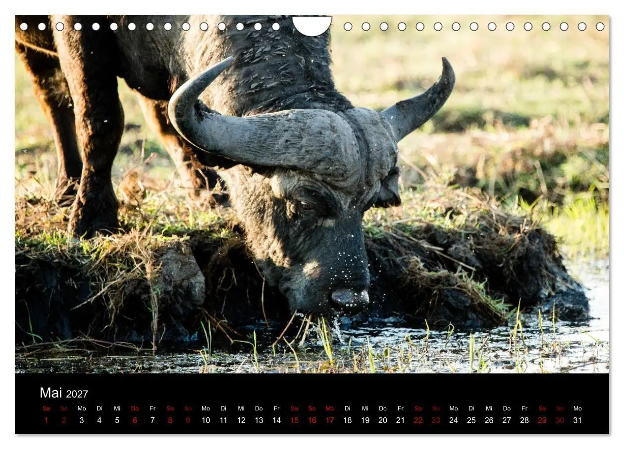 Bild: 9783569817081 | Afrika - Faszination Tierwelt (Wandkalender 2027 DIN A4 quer),...