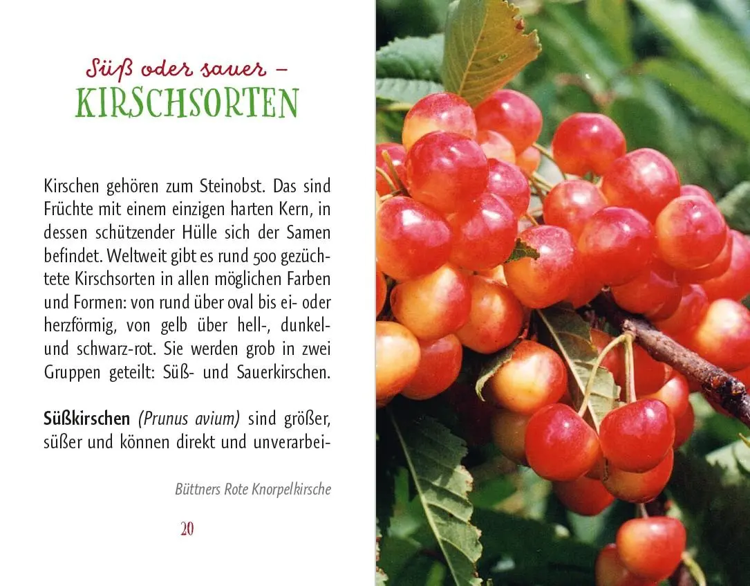 Bild: 9783897987081 | Kirschen | Süß &amp; Sauer | Anja Stiller | Buch | Minibibliothek | 95 S.