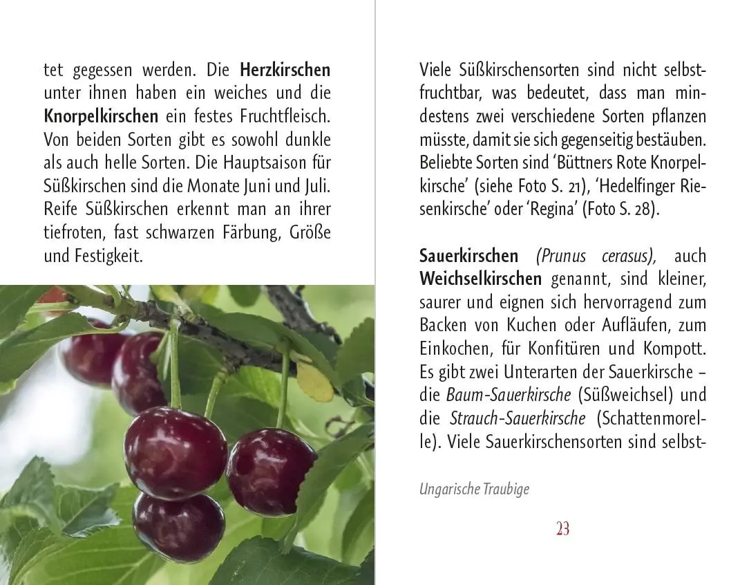 Bild: 9783897987081 | Kirschen | Süß &amp; Sauer | Anja Stiller | Buch | Minibibliothek | 95 S.