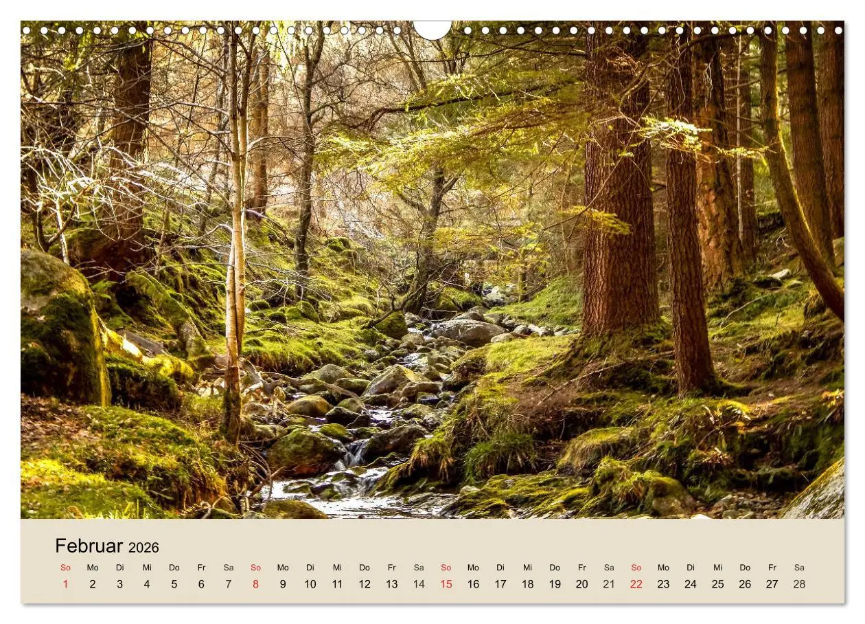 Bild: 9783457937181 | Der Wald. Durch zauberhafte Waldlandschaften (Wandkalender 2026 DIN...
