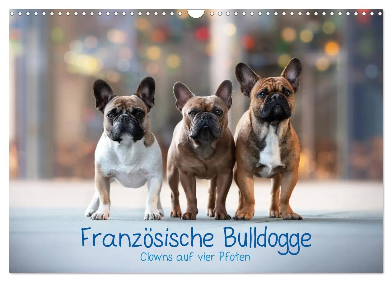 Cover: 9783457787281 | Französische Bulldogge - Clowns auf vier Pfoten (Wandkalender 2026...