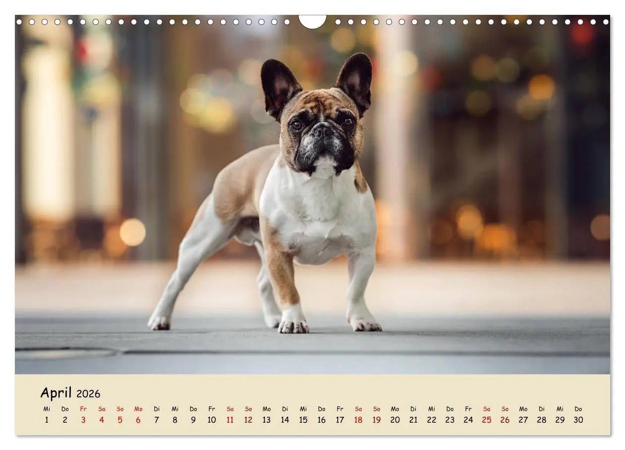 Bild: 9783457787281 | Französische Bulldogge - Clowns auf vier Pfoten (Wandkalender 2026...